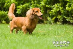 长毛腊肠犬优缺点是什么?