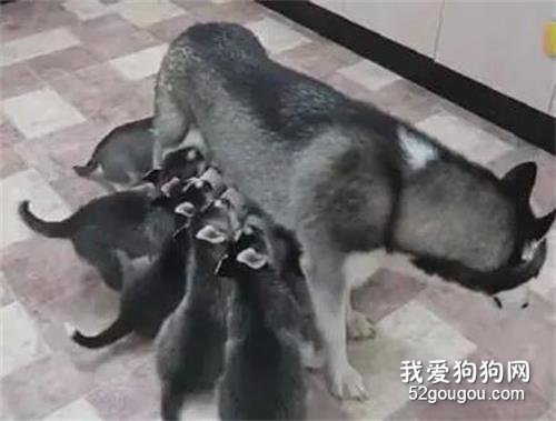 <b>哈士奇一次生太多，结果带孩子带到崩溃，笑喷了！</b>