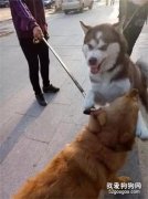 <b>用表情战斗的二哈，最终还是被送进了医院....</b>