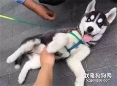 <b>网友在公司养二哈，想试试新的管理办法，没想到氛围果然很不一样！</b>