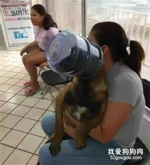 <b>狗狗脑袋卡在水桶里出不来，主人只好带它去医院，医生们看到后都笑了</b>