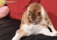 <b>橘猫有点肥，每次舔毛的时候都会用手把肚子拖起来...</b>