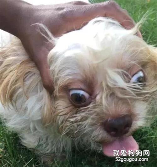 <b>妹子想帮走失的狗狗寻找主人，网友让她拍个狗狗正脸照，结果…</b>