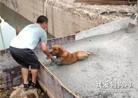 <b>金毛在工地玩耍，几分钟后，主人听到叫声赶过去一看，被气疯了！</b>