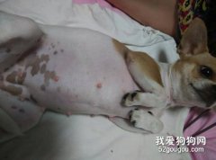 吉娃娃怀孕初期症状介绍