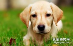 <b>拉布拉多犬性格特点</b>