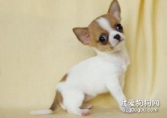 <b>吉娃娃拉肚子吃什么药 吉娃娃拉稀治疗方法</b>