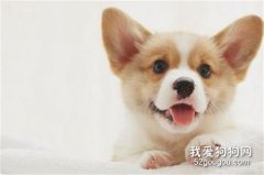 柯基犬皮肤病怎么治 柯基皮肤病原因及治疗方法