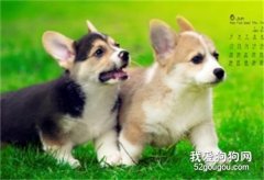 柯基犬肠胃炎吃什么药 柯基犬肠胃炎治疗方法