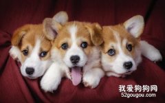 柯基犬咳嗽怎么办 柯基犬咳嗽治疗方法