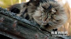 挪威森林猫产后护理注意事项