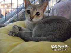 <b>新加坡猫怎么养 新加坡猫养护知识</b>