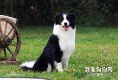 边境牧羊犬便血怎么办 边牧便血处理方法