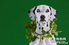 斑点狗拉肚子怎么办 大麦町犬拉稀解决方法