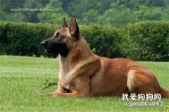 <b>马里努阿犬性格怎么样?</b>