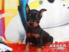 小鹿犬性格特点是什么？