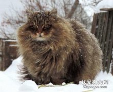 西伯利亚猫怎么洗澡?