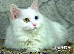 土耳其安哥拉猫粘人吗 安哥拉猫习性介绍