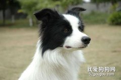 边境牧羊犬感冒治疗方法