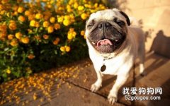 巴哥犬感冒症状和治疗方法