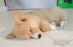 狗狗为什么喜欢睡地板?