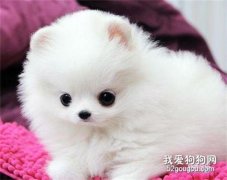 <b>博美怎么美容护理 博美犬美容护理大全</b>