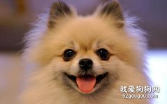 博美泪痕怎么清洁 博美犬泪痕清理方法