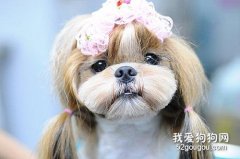 西施犬发烧怎么办?吃什么药?