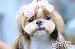 <b>西施犬呕吐吃什么药 西施犬呕吐处理方法</b>