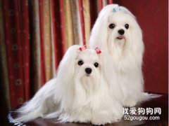 马尔济斯犬咳嗽怎么办 马尔济斯犬咳嗽治疗办法