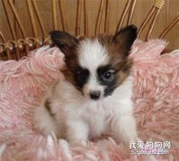 <b>蝴蝶犬皮肤病预防治疗方法</b>