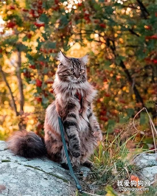 <b>散步在深秋林地中的挪威森林-缅因混血猫，优雅又霸气！</b>