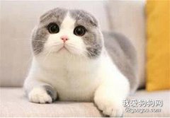 <b>苏格兰折耳猫性格怎么样 折耳猫饲养注意事项</b>