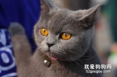 英国短毛猫好养吗 英短脾气好不好