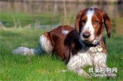 威尔士跳猎犬怎么训练?