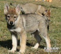 捷克狼犬幼犬什么时候开始训练好?