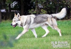 <b>捷克狼犬怎么训练握手?</b>