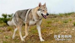 捷克狼犬怎么训练大小便?