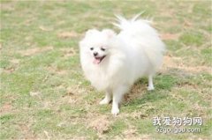 <b>博美犬怀孕怎么照顾 博美犬怀孕喂养注意事项</b>