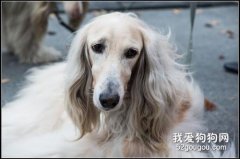 <b>阿富汗猎犬怎么美容 阿富汗猎犬美容操作流程</b>