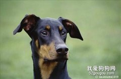 杜宾犬呕吐怎么办 德国杜宾犬呕吐治疗方法