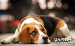 <b>比格犬感冒吃什么药</b>