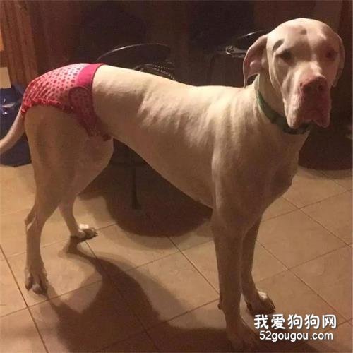 <b>当狗狗“大姨妈”来了...丧心病狂的主人们就开始了花样招待！</b>
