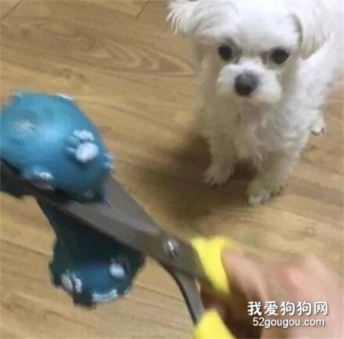 狗狗把主人的耳机咬坏，结果主人想出这个办法来惩罚它，有点亏了！
