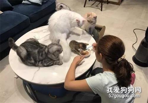 <b>网友新养了只小猫，每次吃饭时，大猫们就围在旁边监督​，笑翻</b>