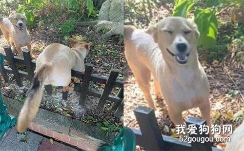 <b>短腿狗砸翻栅栏，结果屁股被卡住了，一旁亲妈的表情亮了...</b>