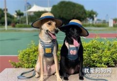<b>狗子乖乖跟着主人排队，以为会有好吃的，结局却忍不住笑了！</b>