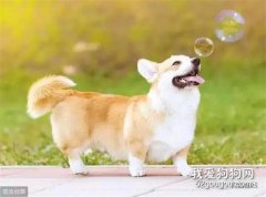 <b>泰迪犬和柯基犬，如果是你，你会选择谁？</b>