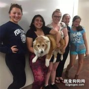 <b>这只柯基比别人家整整大一倍，弱小无助但能吃！</b>