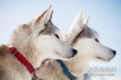 <b>爱斯基摩犬怎么训练 爱斯基摩犬训练技巧</b>